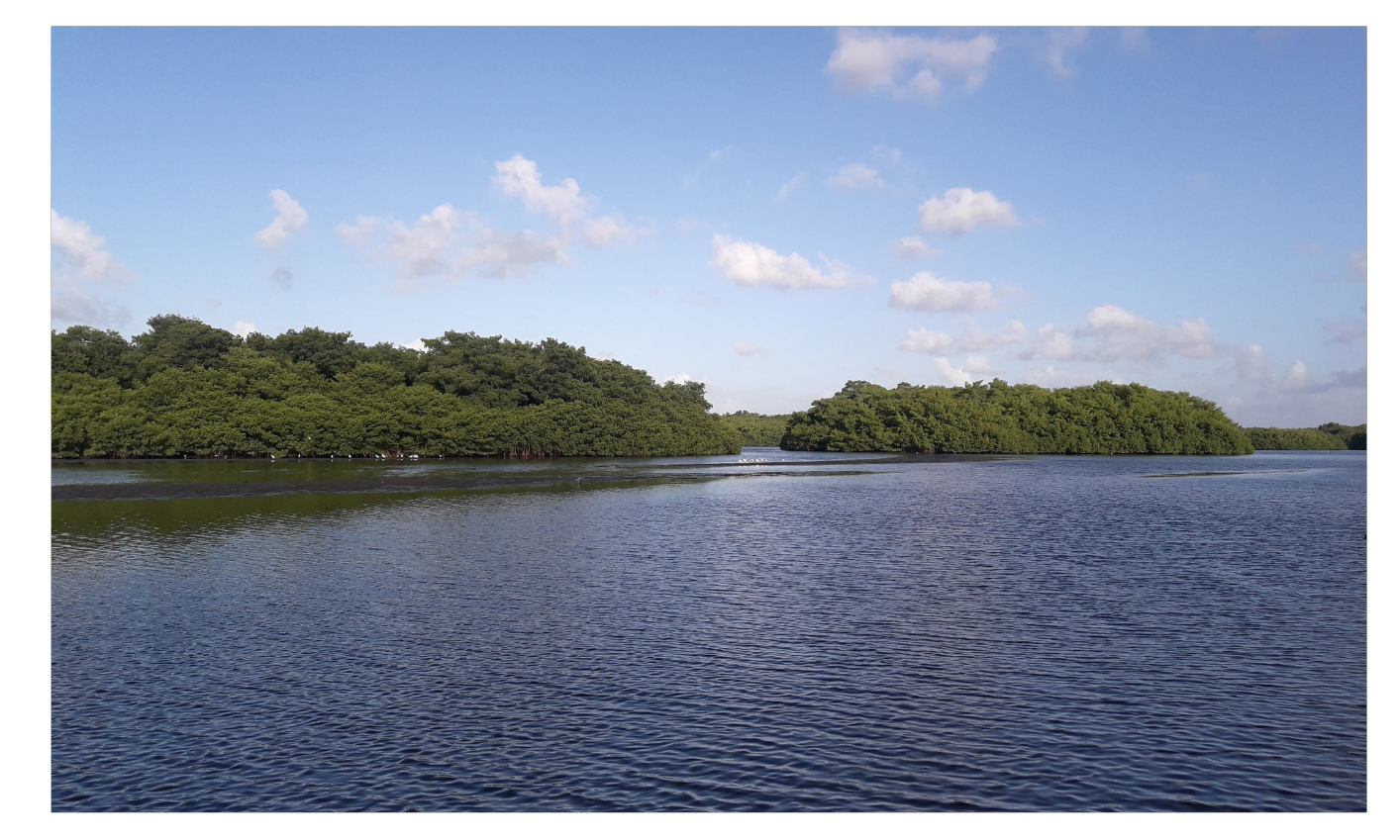 Caroni Bird Sanctuary, Trinidad