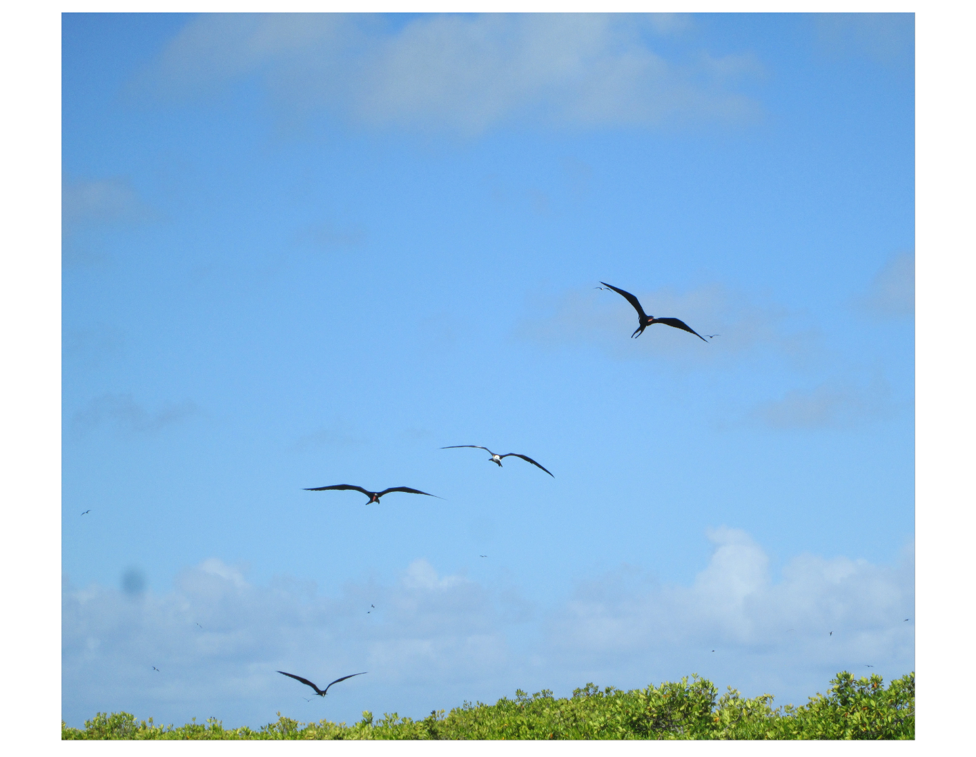 Codrington Lagoon, Barbuda