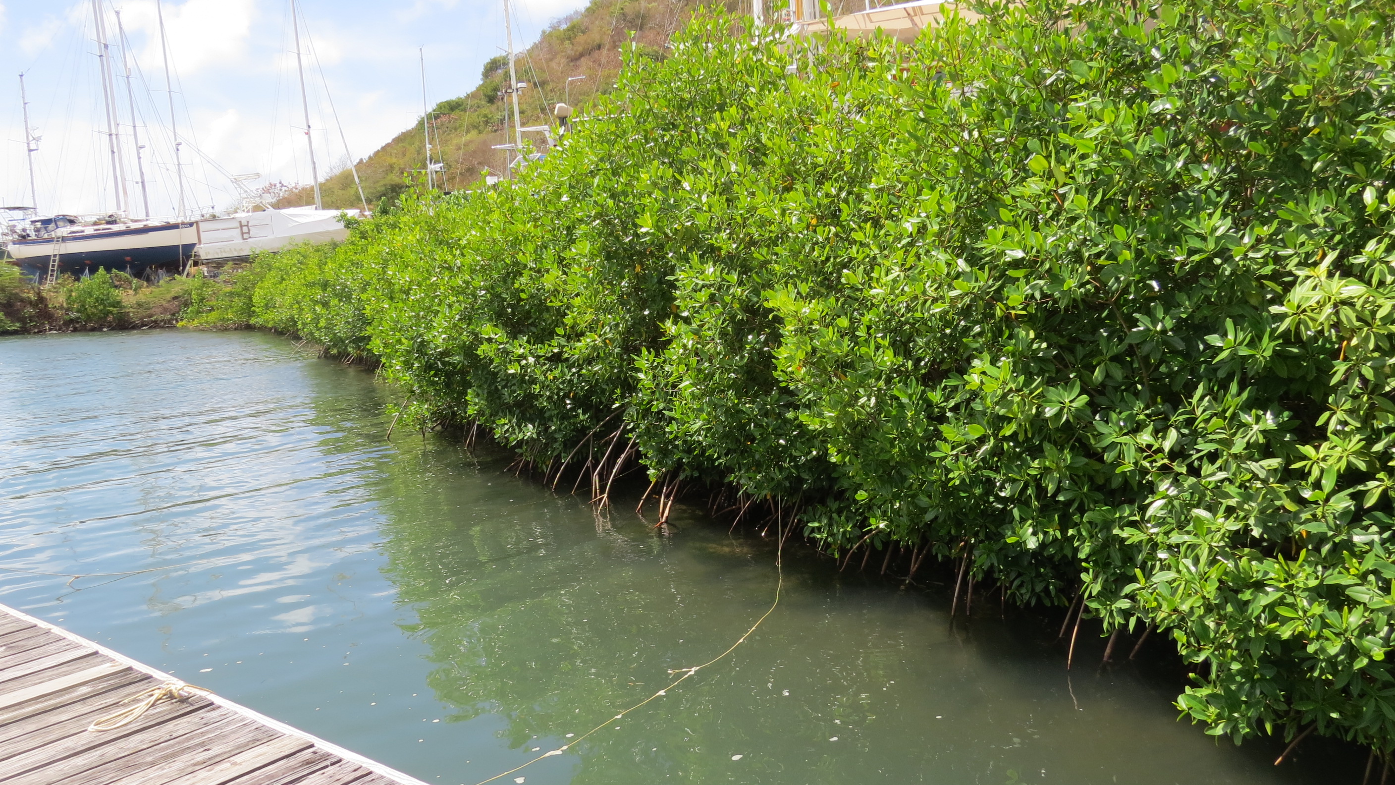 Mangroves.